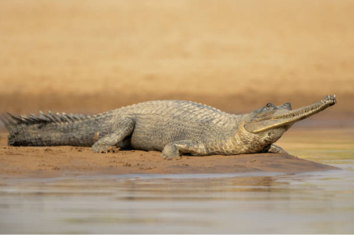 Chambal Wildlife Sanctuary