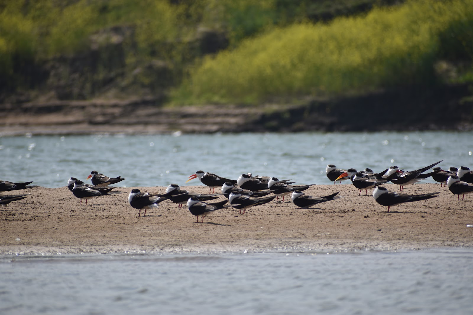 Chambal Wildlife Sanctuary