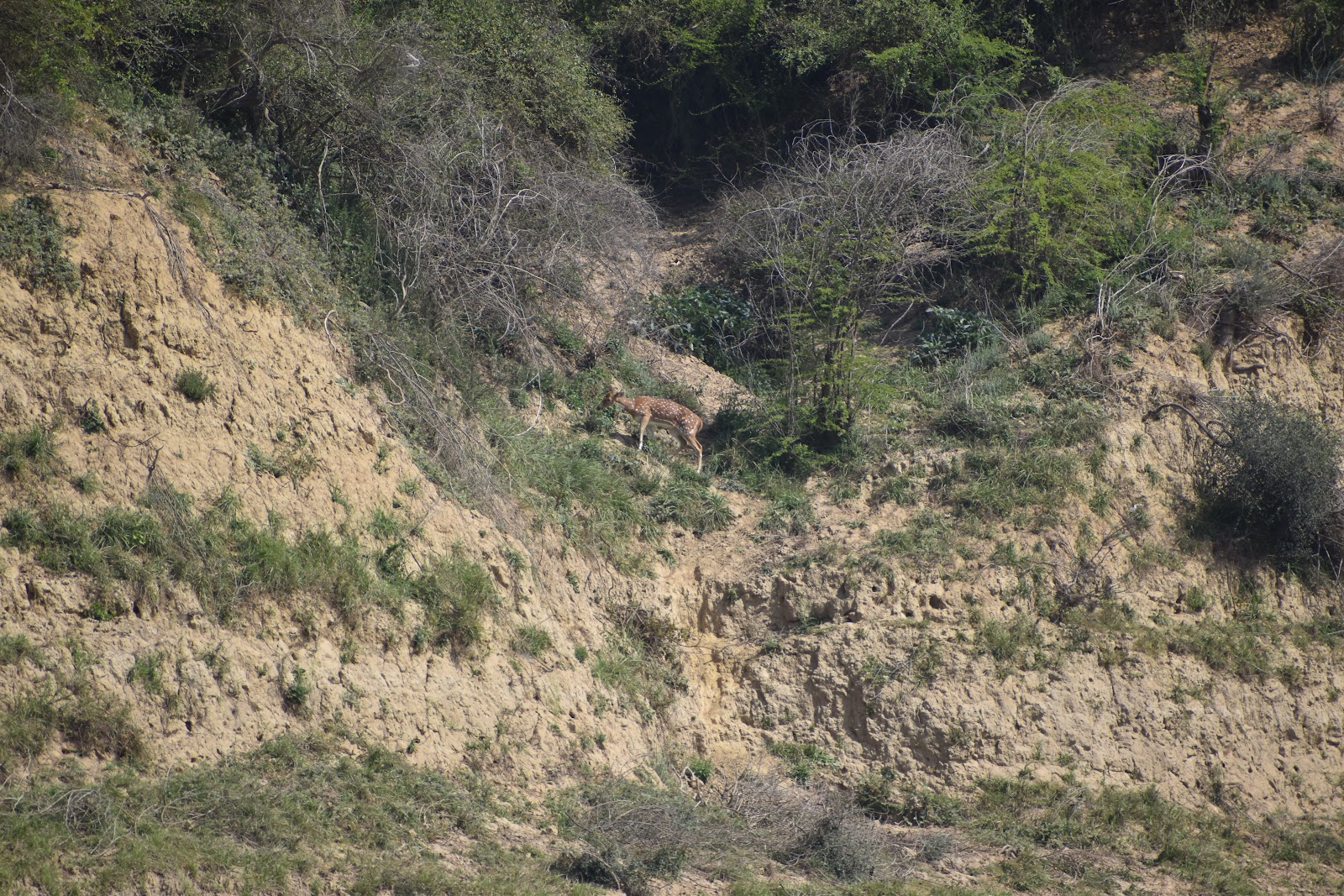 Chambal Wildlife Sanctuary
