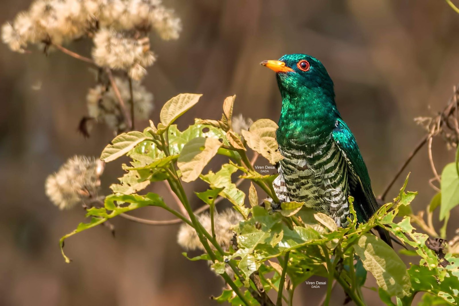 Dehing Patkai National Park