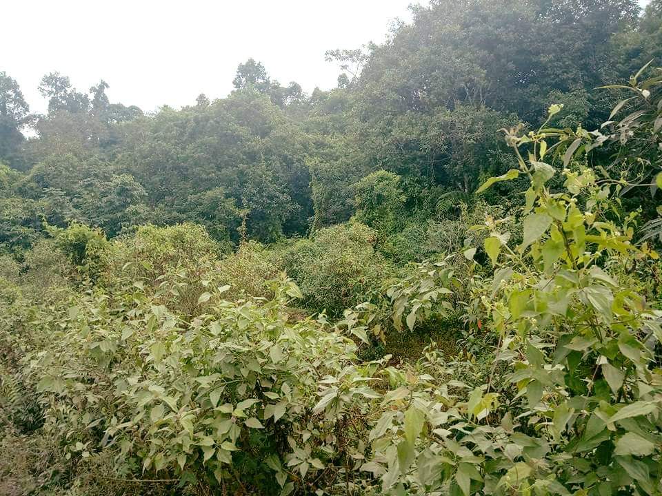 Dehing Patkai National Park