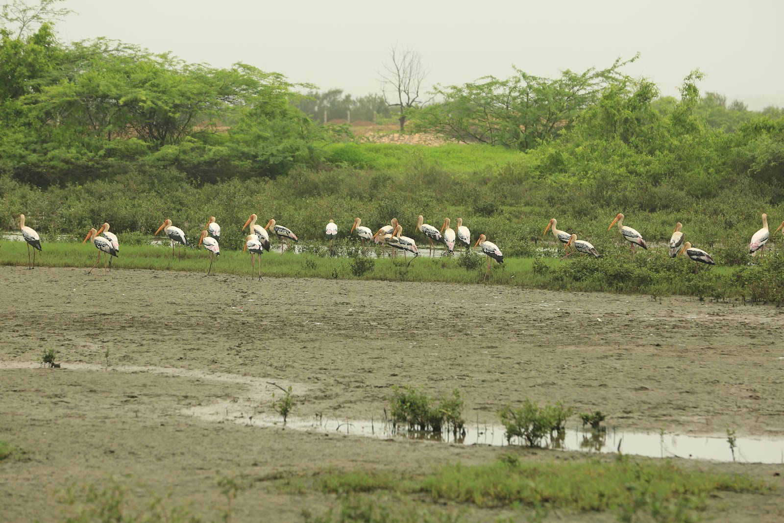Diu Wildlife Sanctuary