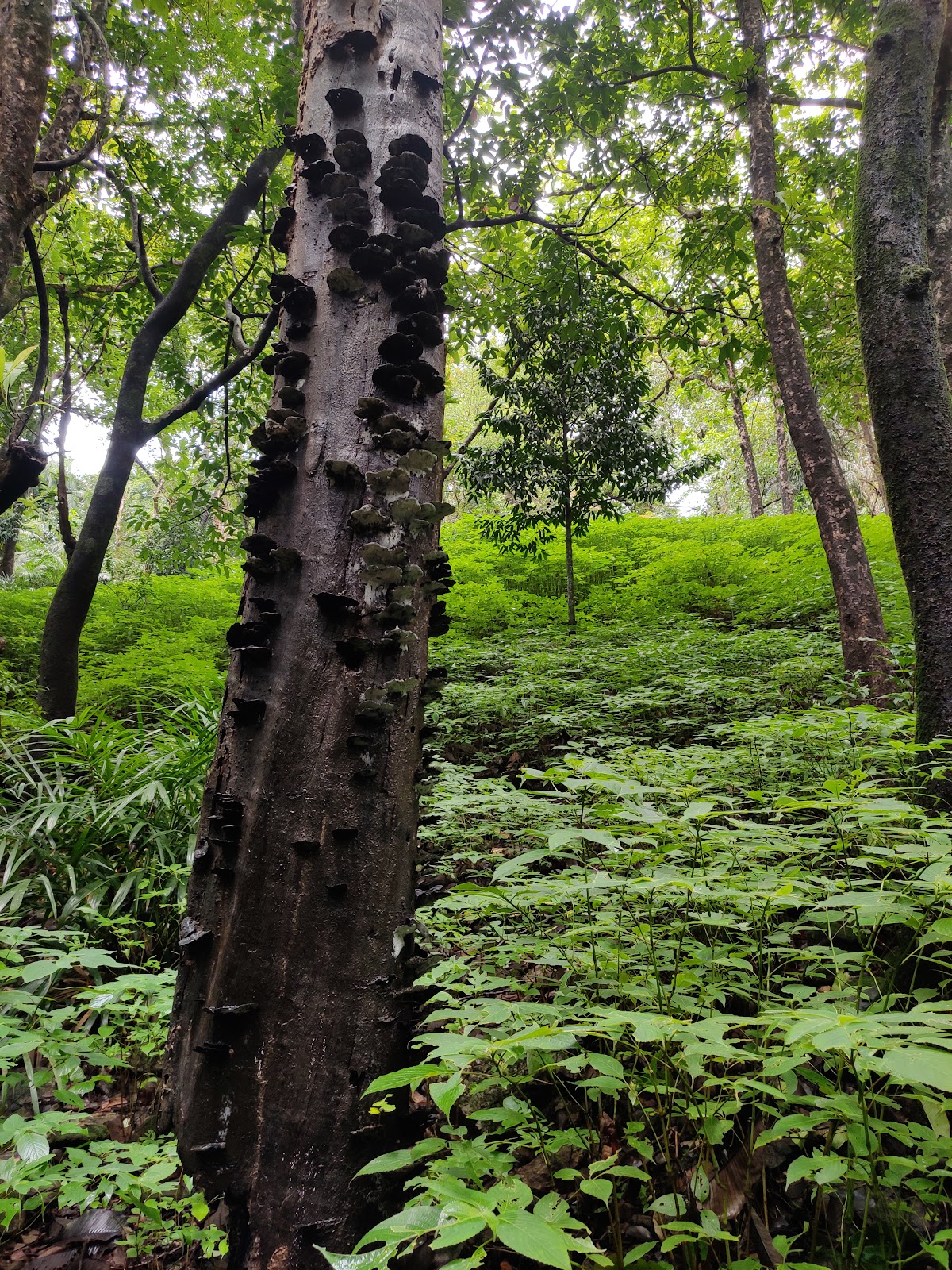 Tambdi Surla Waterfall