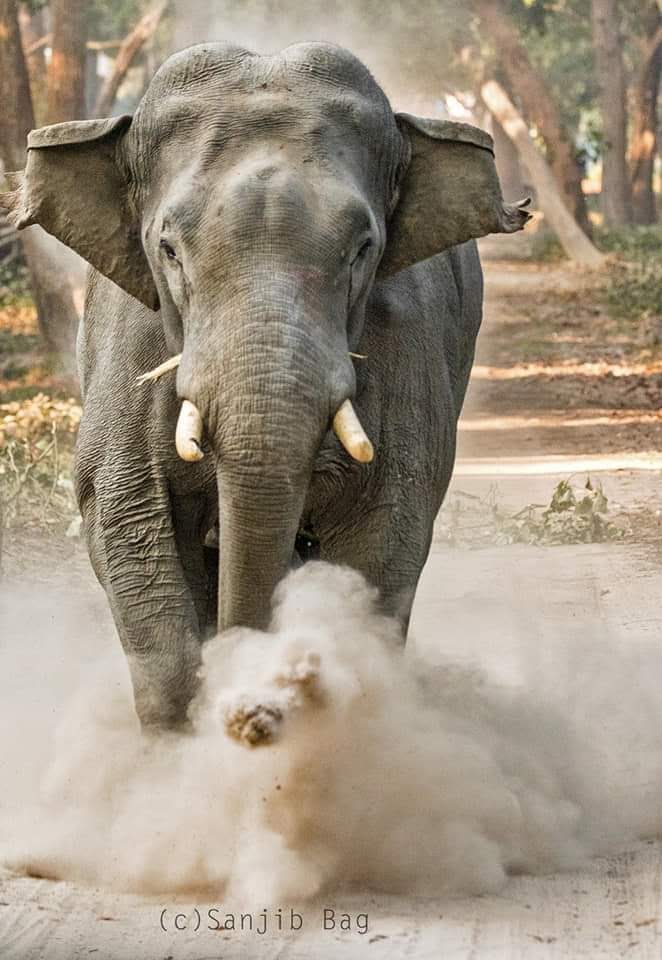 Dudhwa National Park - Wildlife Sanctuary in Uttar Pradesh, India