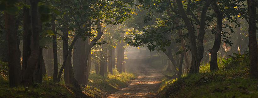 Kishanpur Wildlife Sanctuary