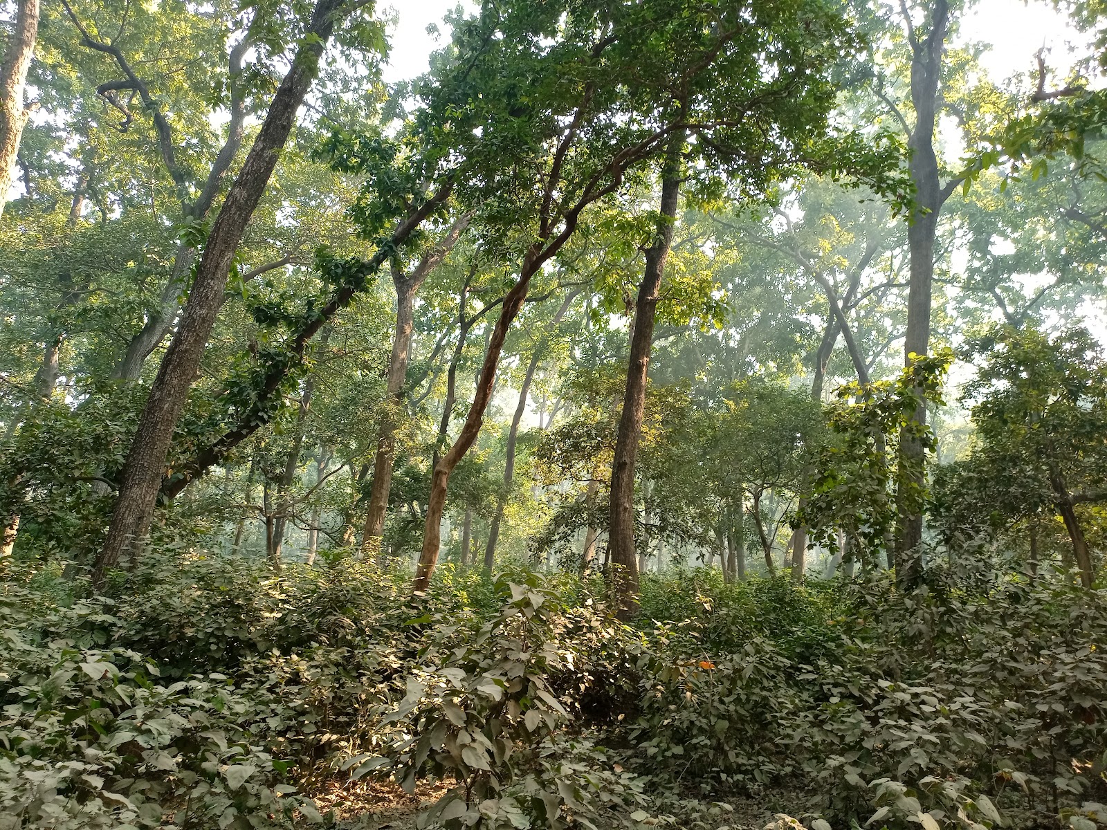 Kishanpur Wildlife Sanctuary