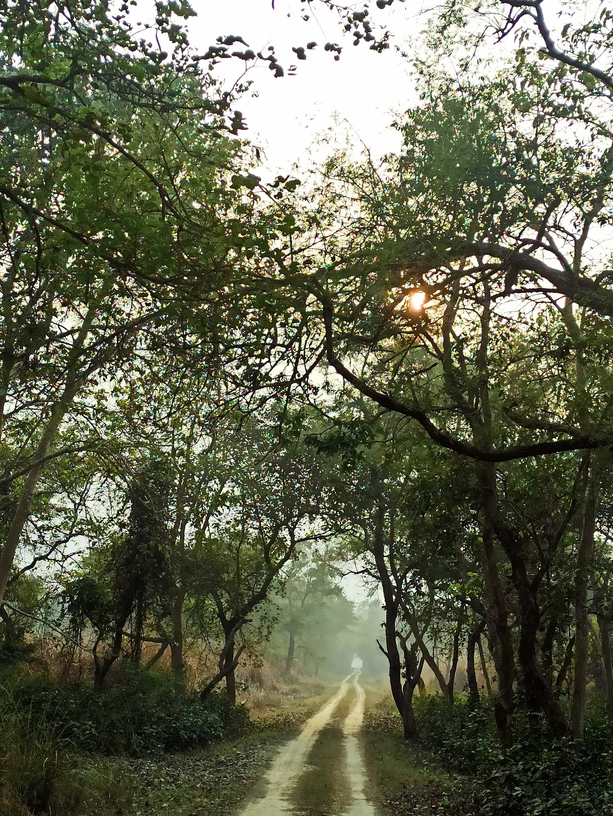Kishanpur Wildlife Sanctuary