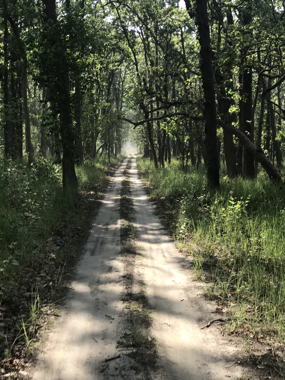 Kishanpur Wildlife Sanctuary