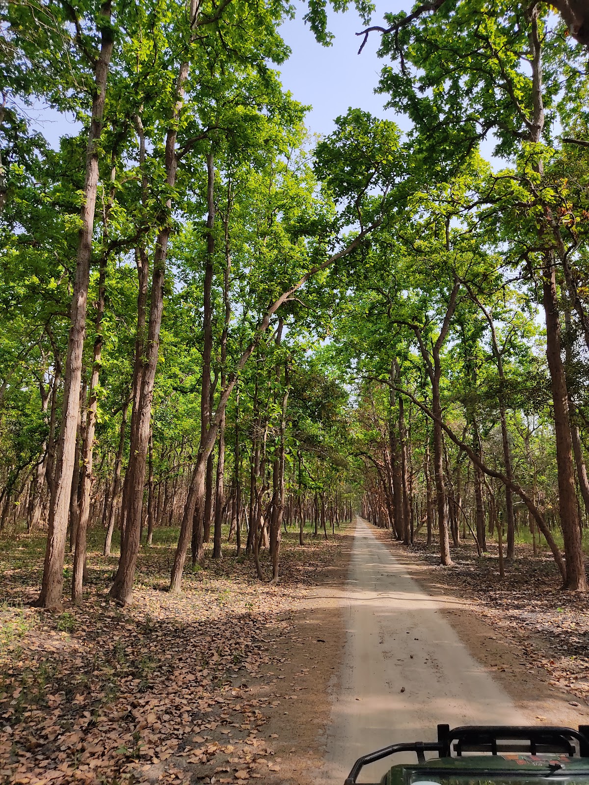 Kishanpur Wildlife Sanctuary