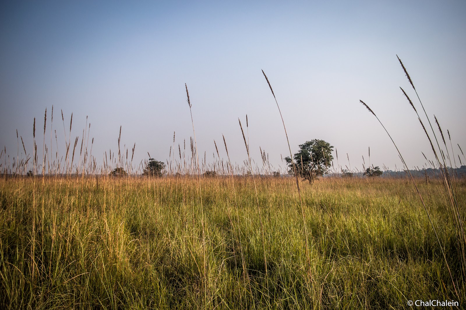 Kishanpur Wildlife Sanctuary