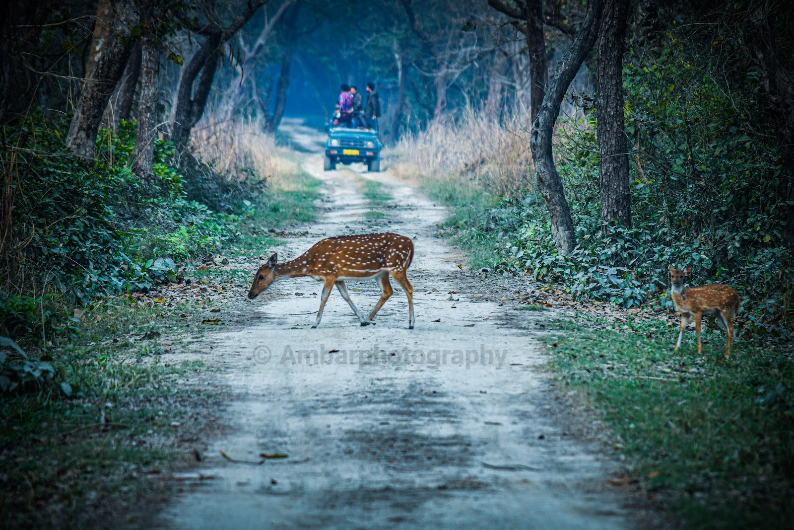 Kishanpur Wildlife Sanctuary