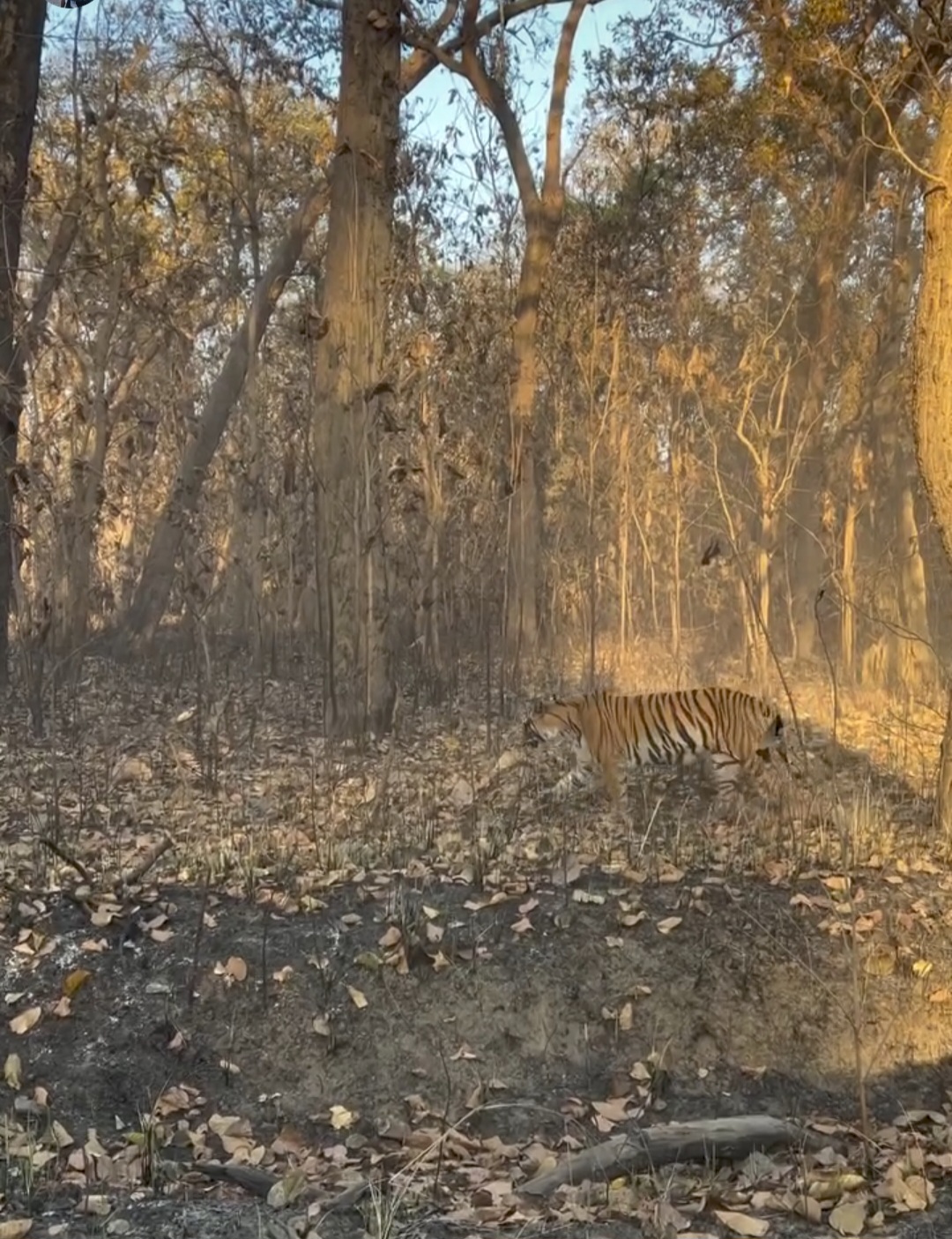 Kishanpur Wildlife Sanctuary