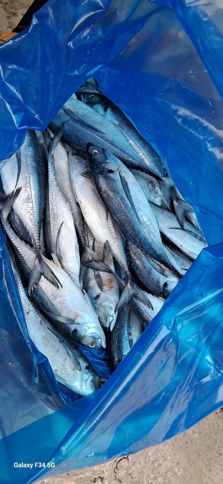 Local Fish Market Dumas