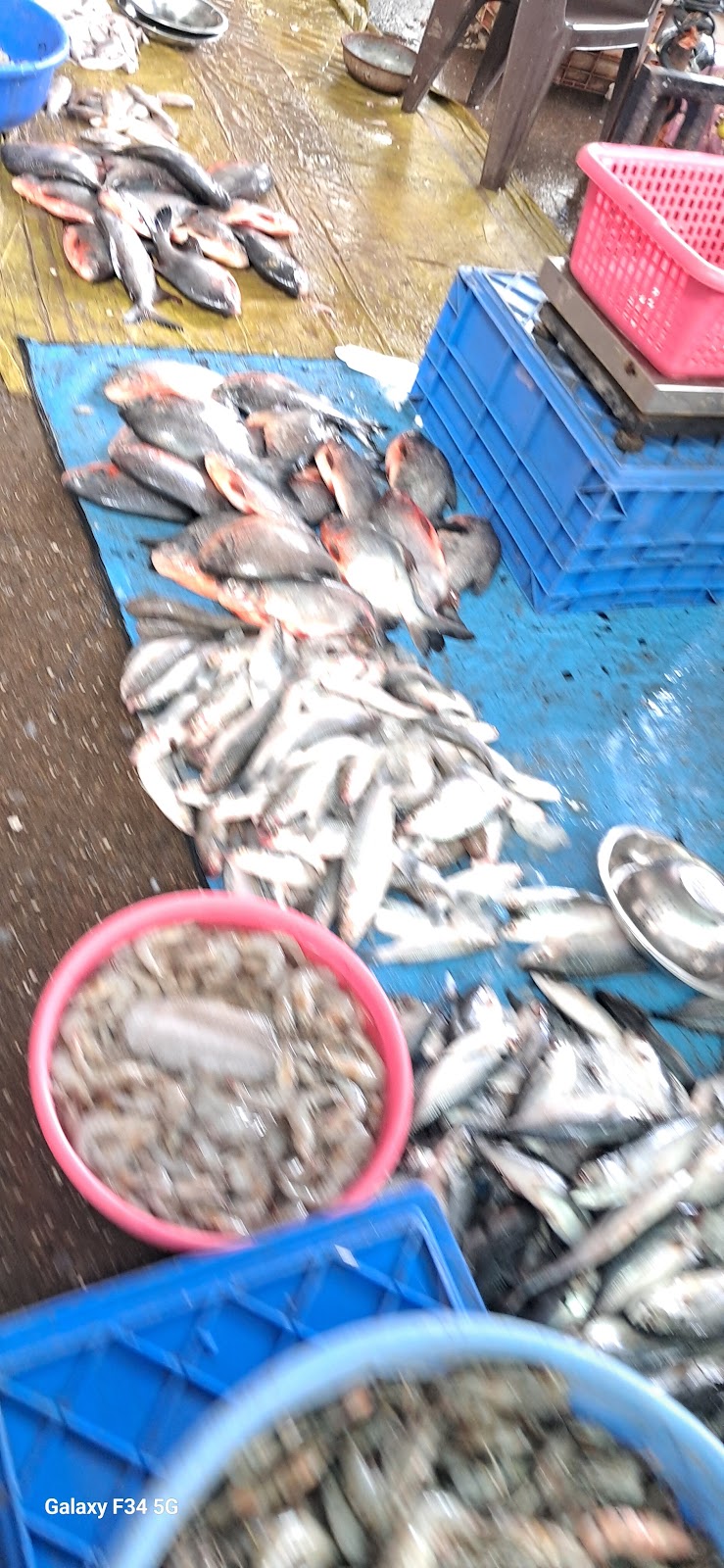 Local Fish Market Dumas