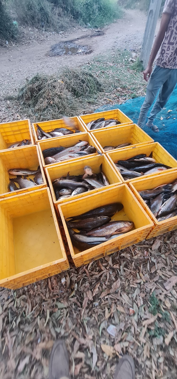 Local Fish Market Dumas