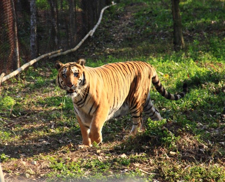 Sepahijala Wildlife Sanctuary & Zoo