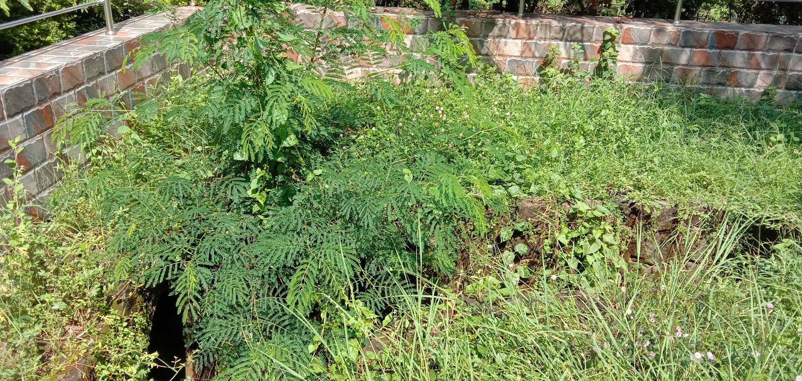 Bhabani Pathak's Forest