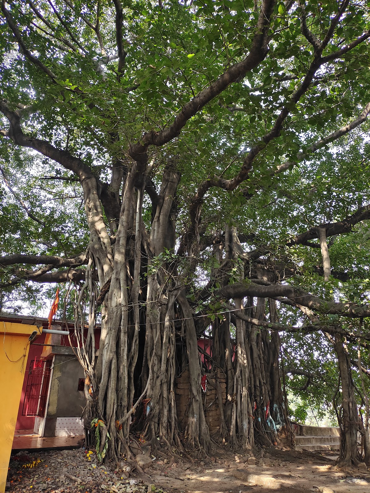 Bhabani Pathak's Forest