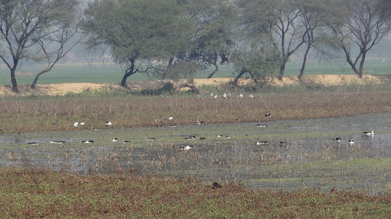 Sandi Bird Sanctuary