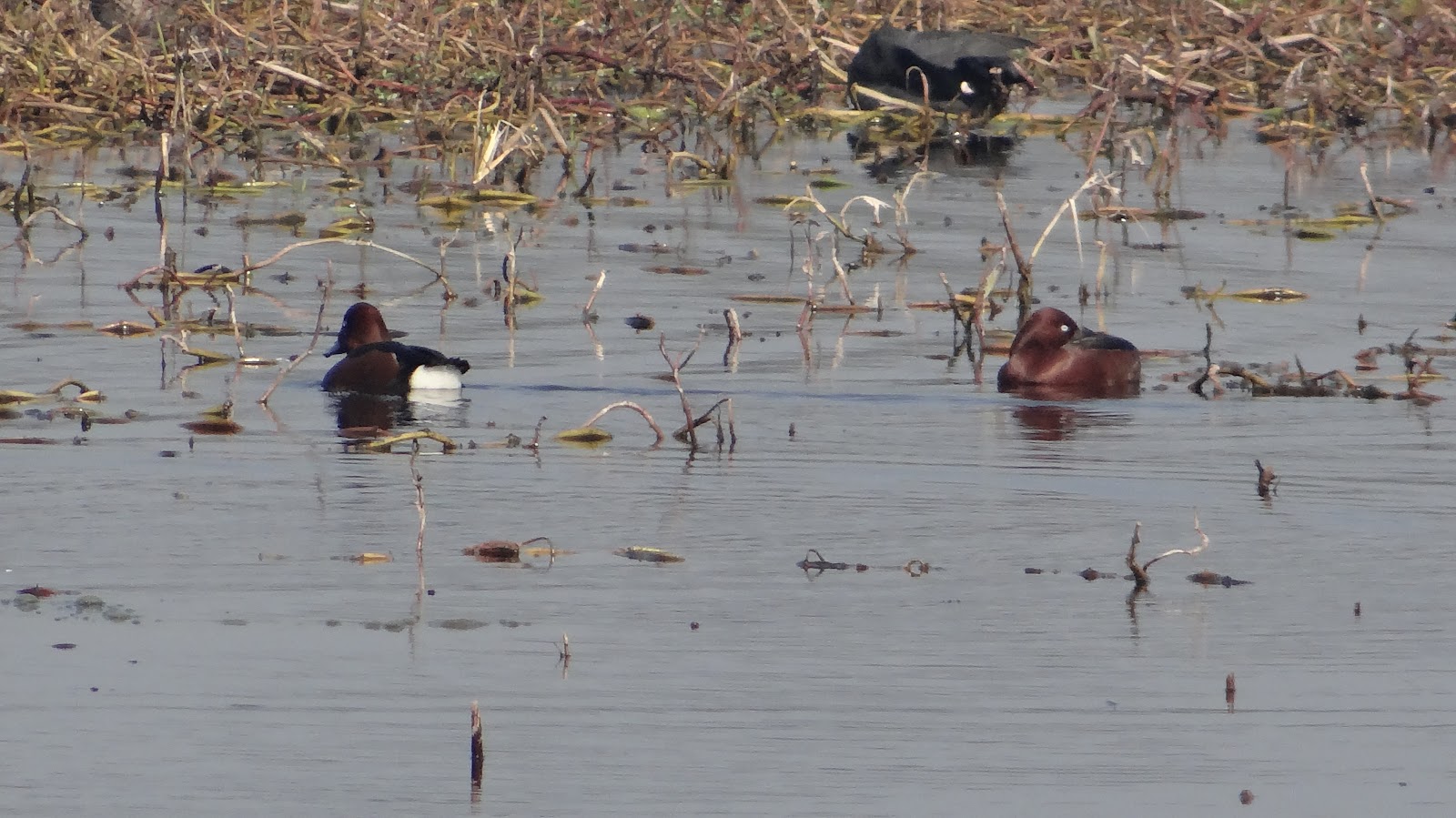 Sandi Bird Sanctuary