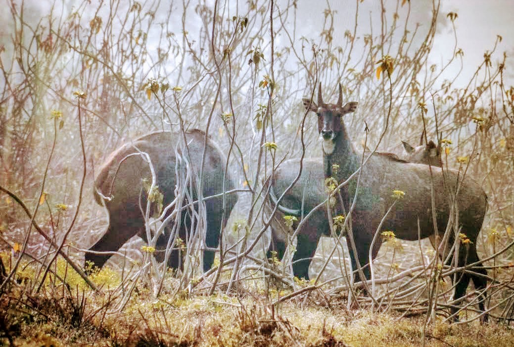 Sandi Bird Sanctuary