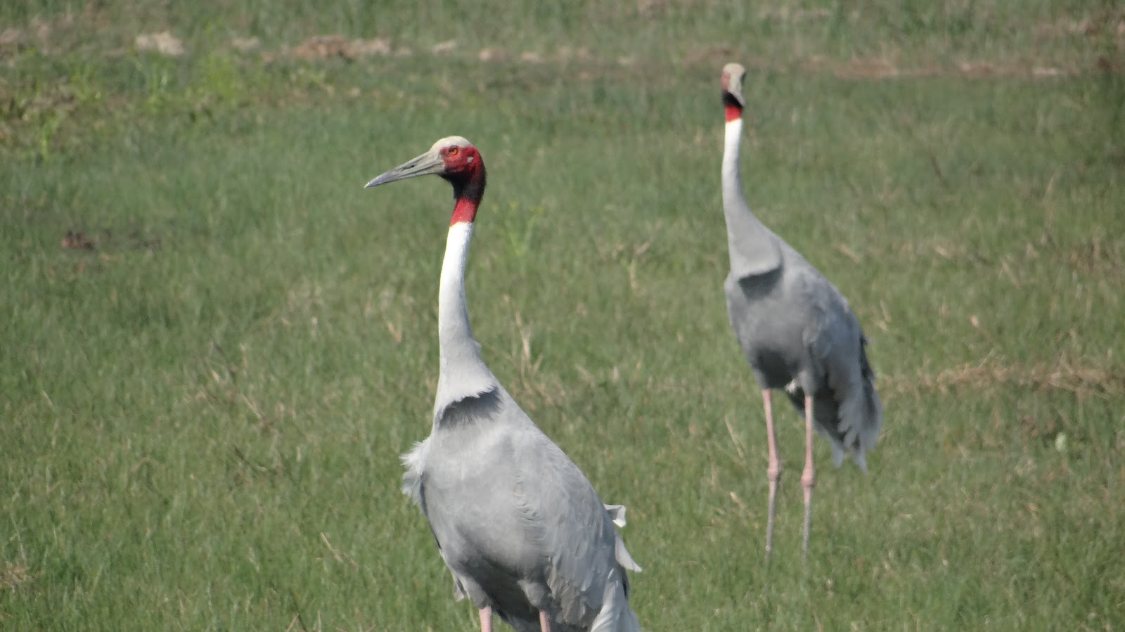 Sandi Bird Sanctuary