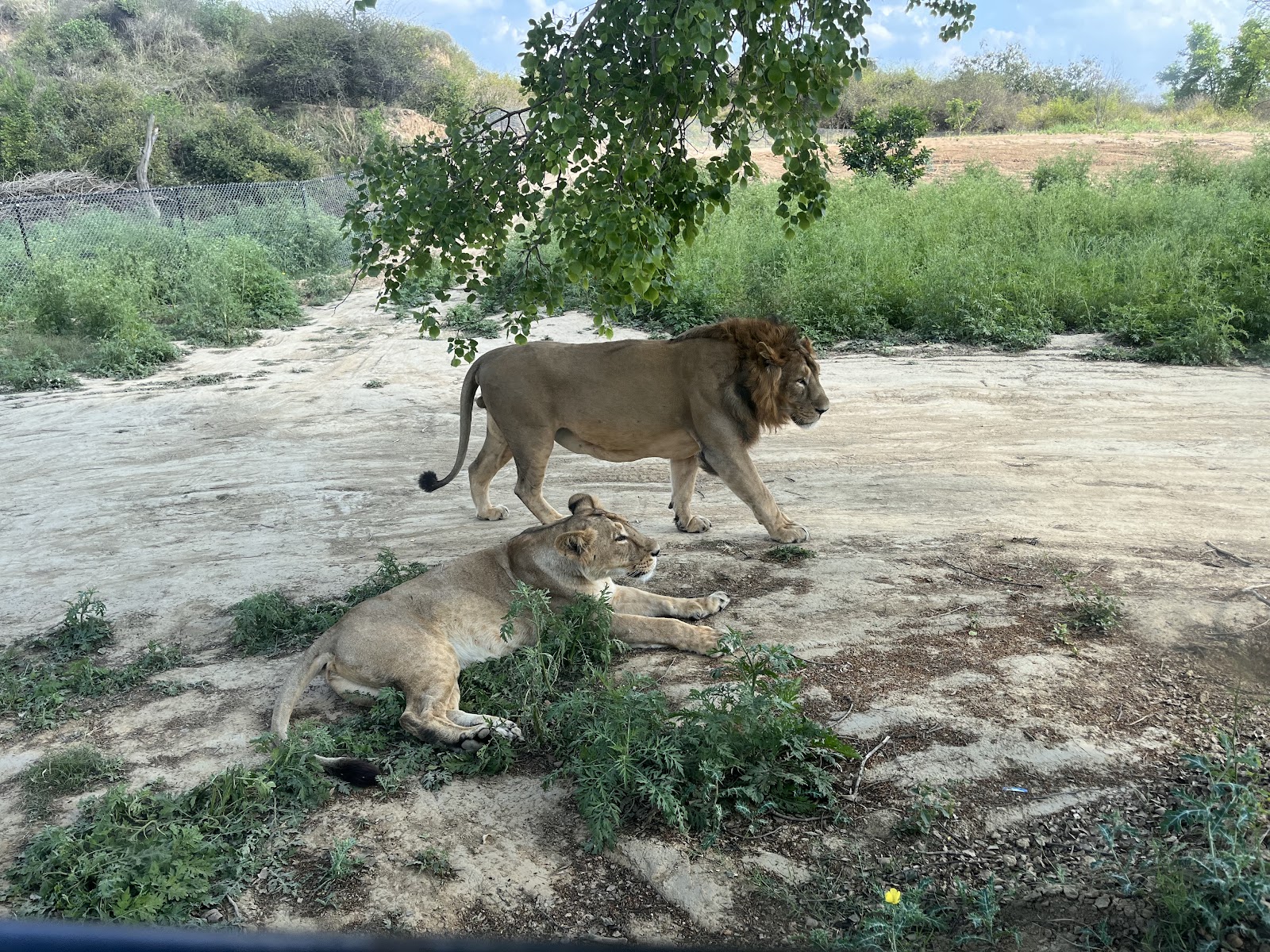 Etawah Lion Safari