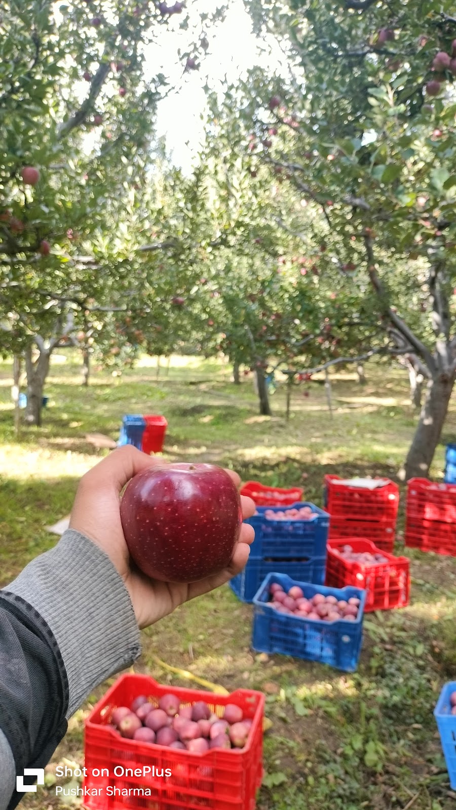Apple Orchards