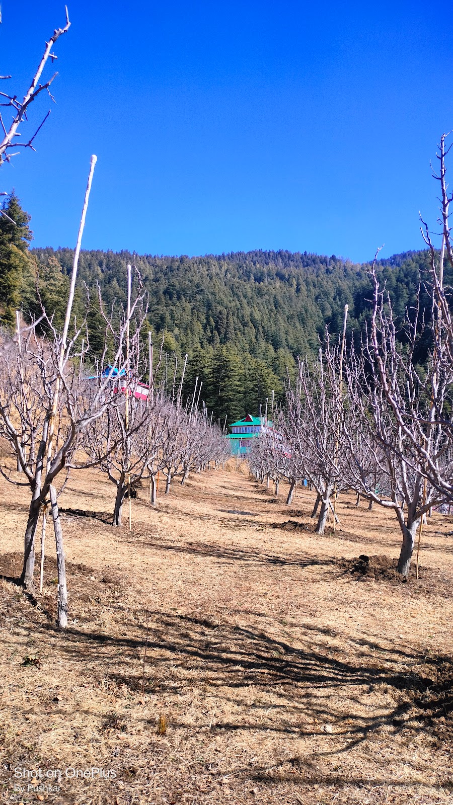 Apple Orchards