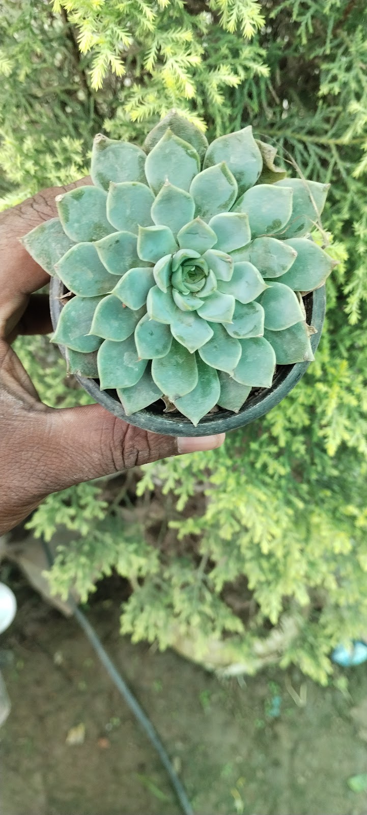 Community Park Fatehgarh Sahib