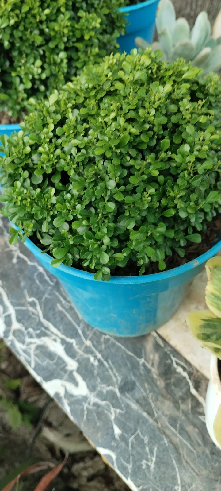 Community Park Fatehgarh Sahib