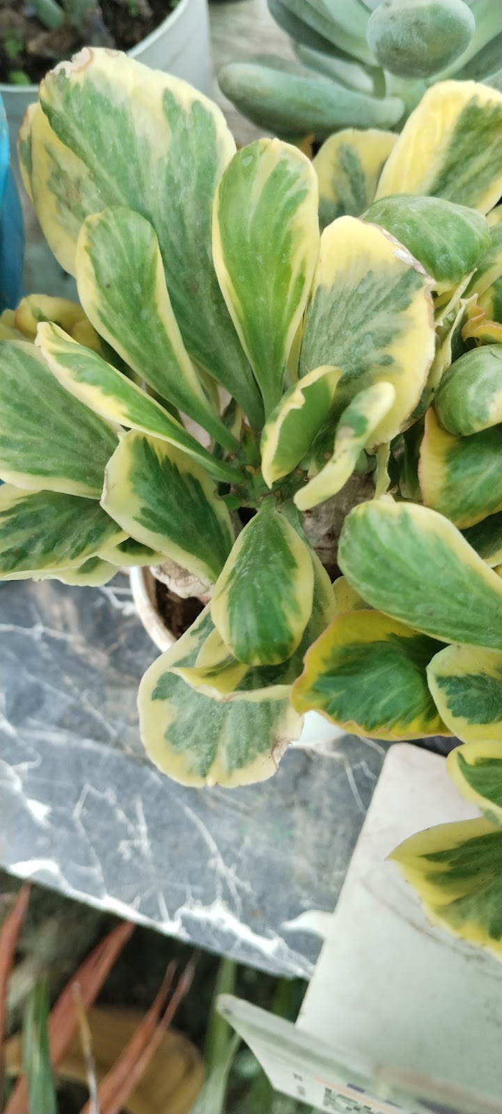 Community Park Fatehgarh Sahib