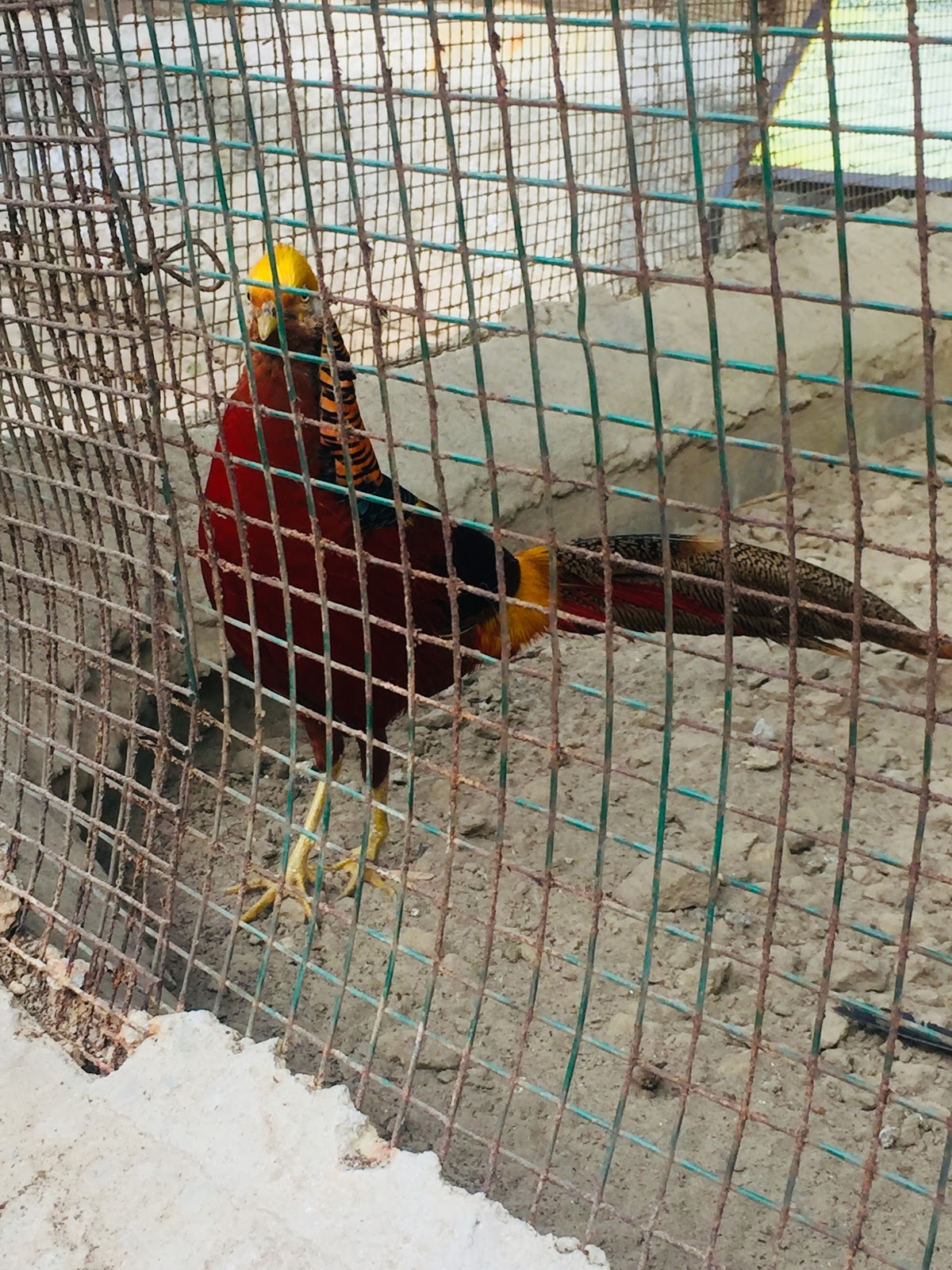 Firozpur Zoo