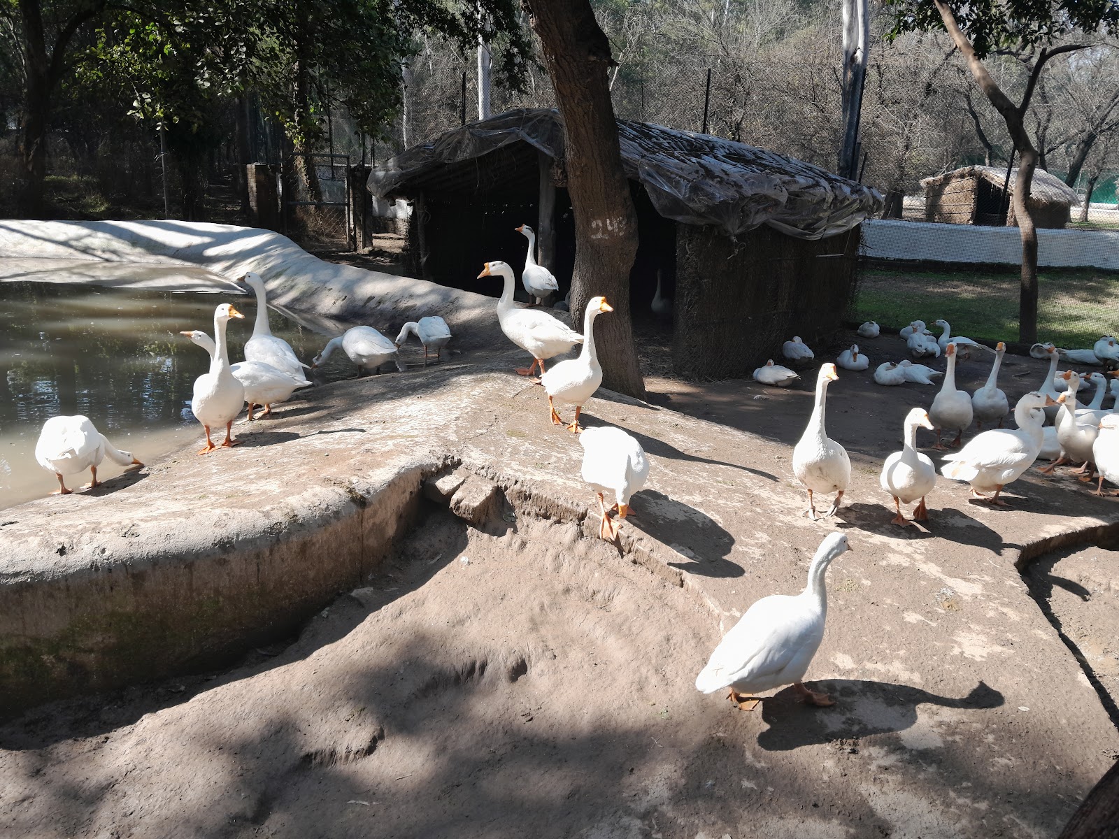 Firozpur Zoo