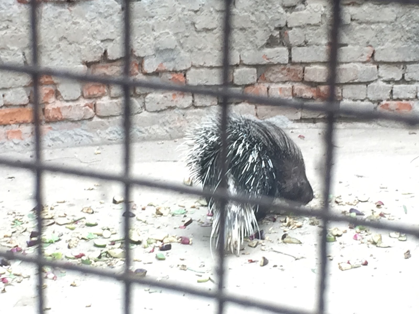 Firozpur Zoo