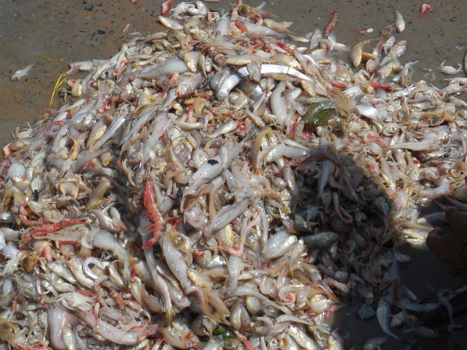 Local Fishing Villages