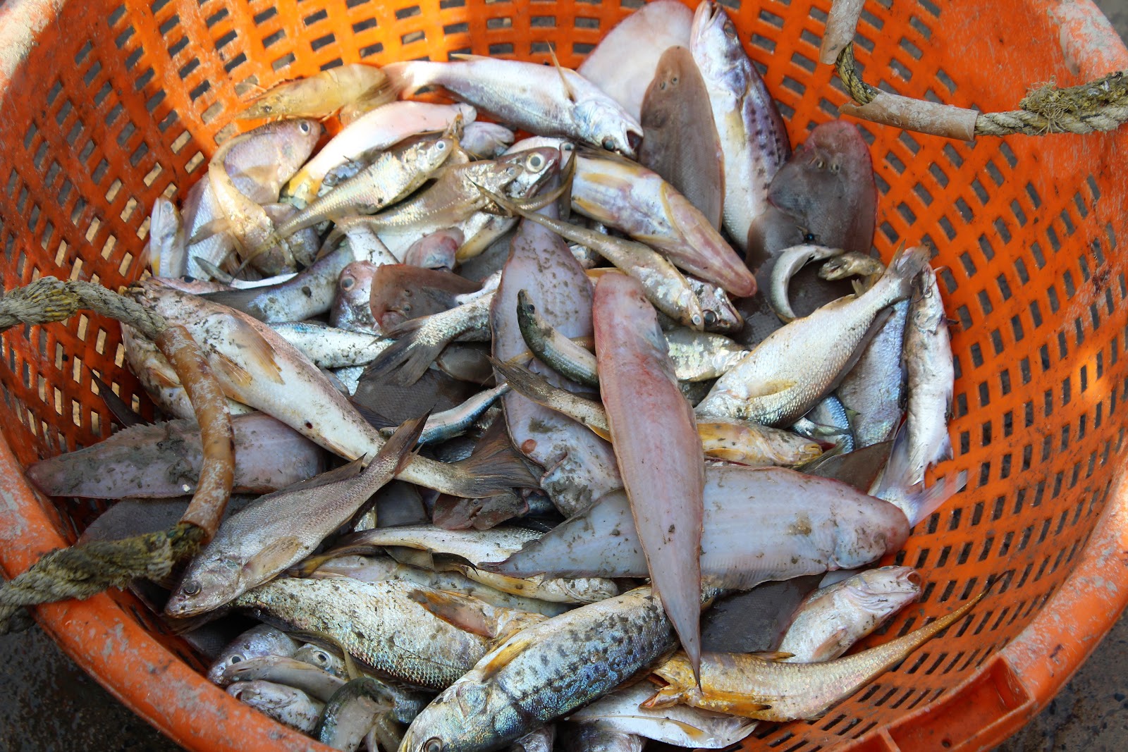 Local Fishing Villages