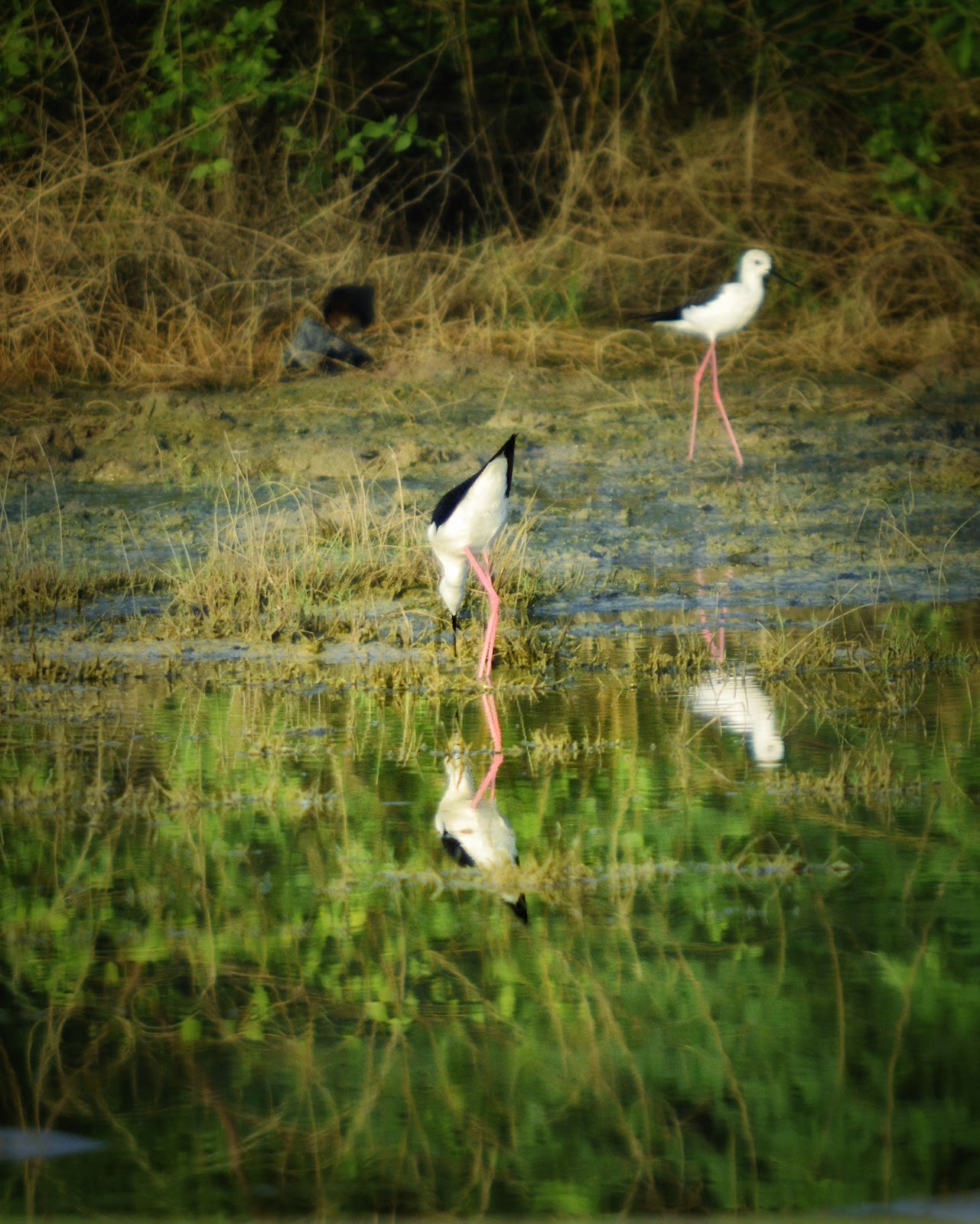Birdwatching Wetlands