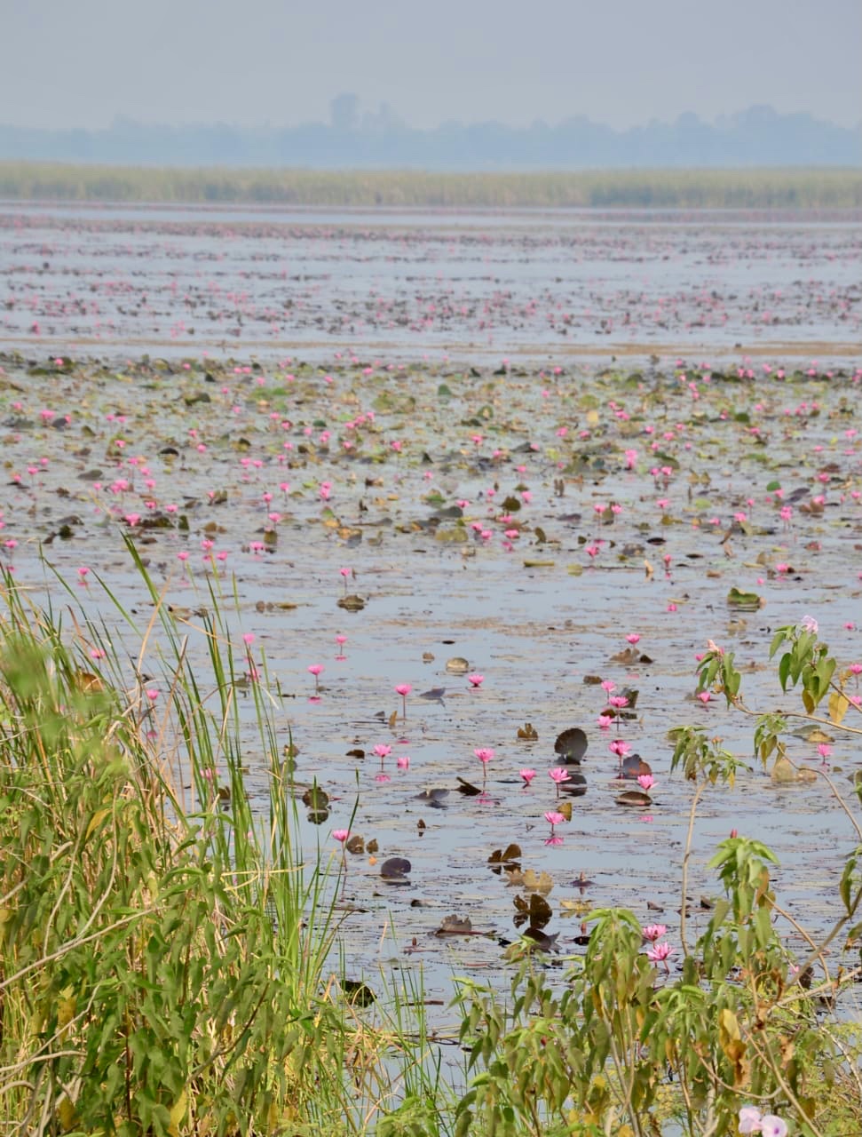 Birdwatching Wetlands