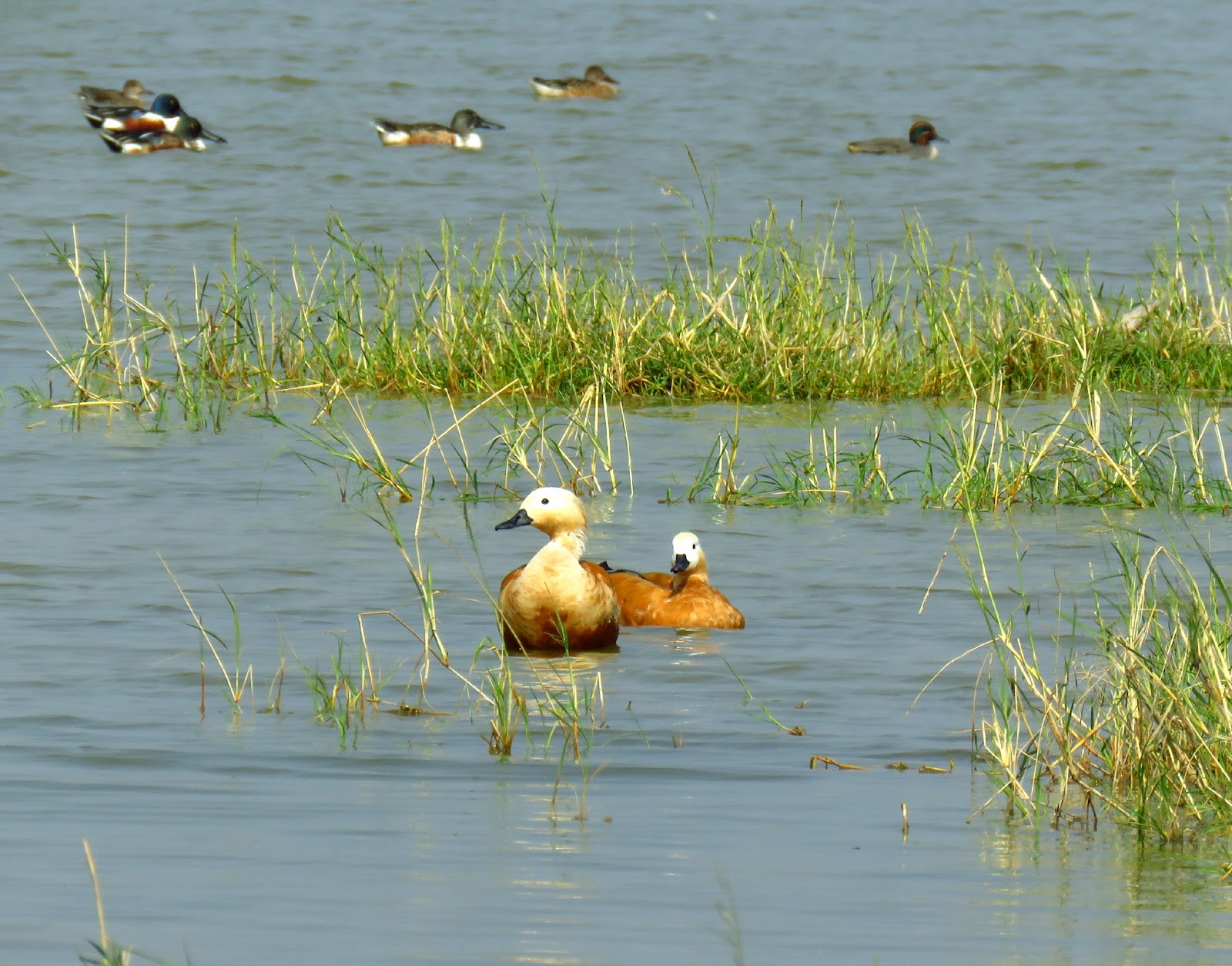 Birdwatching Wetlands
