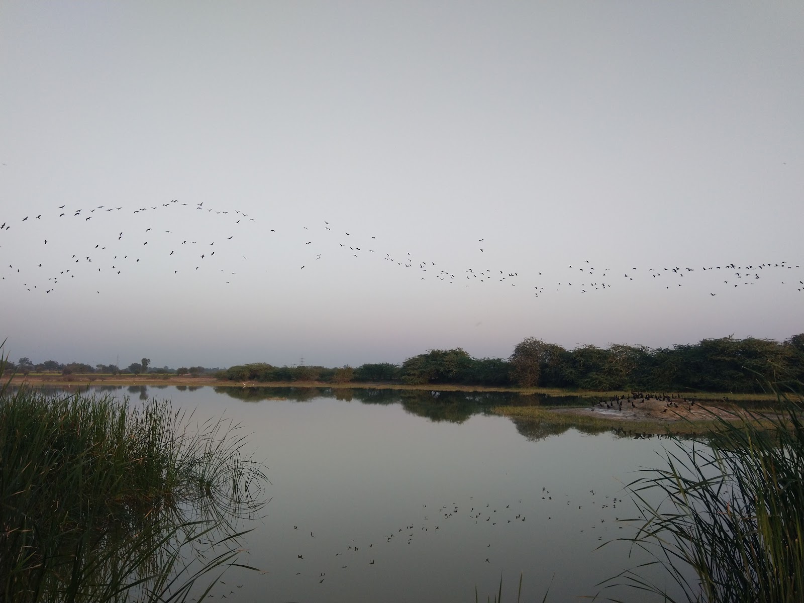 Birdwatching Wetlands