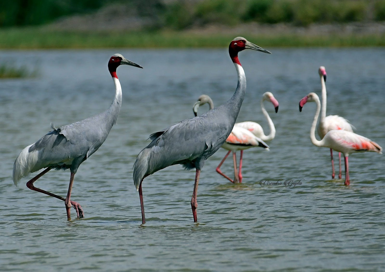 Birdwatching Wetlands