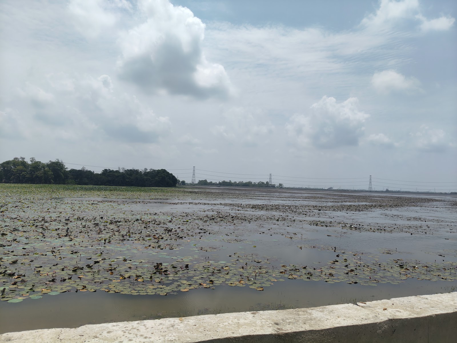 Birdwatching Wetlands