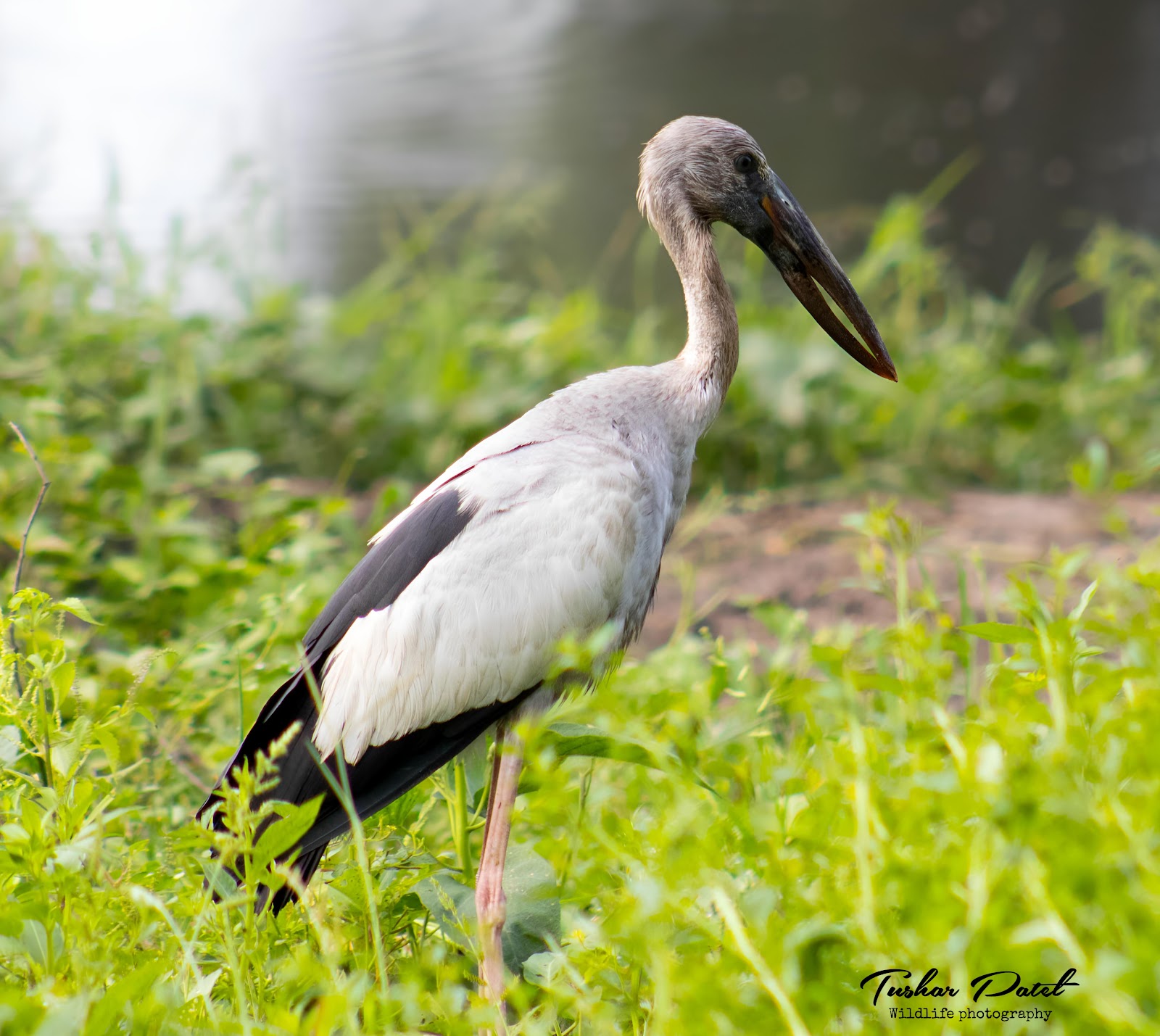 Birdwatching Wetlands