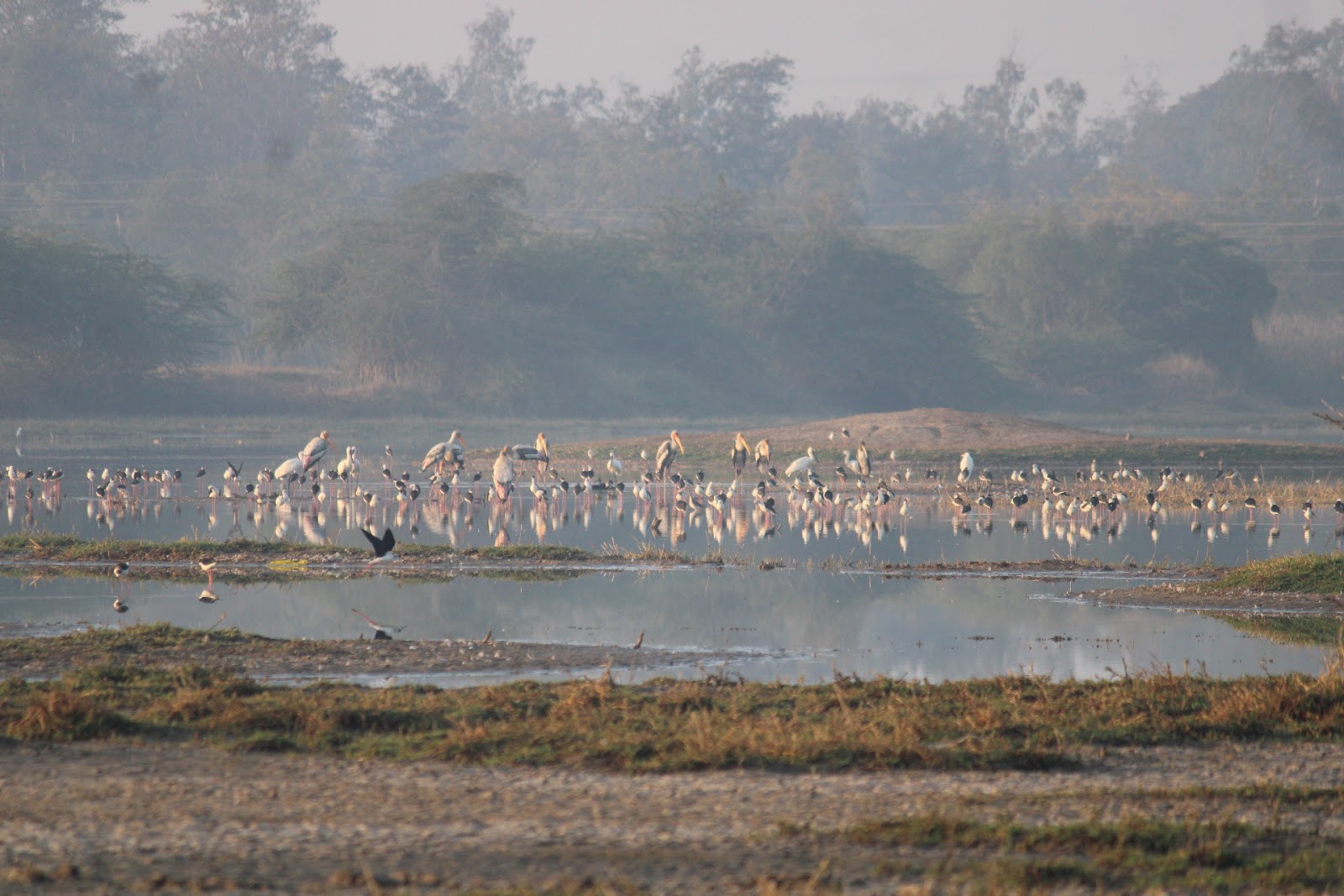 Birdwatching Wetlands