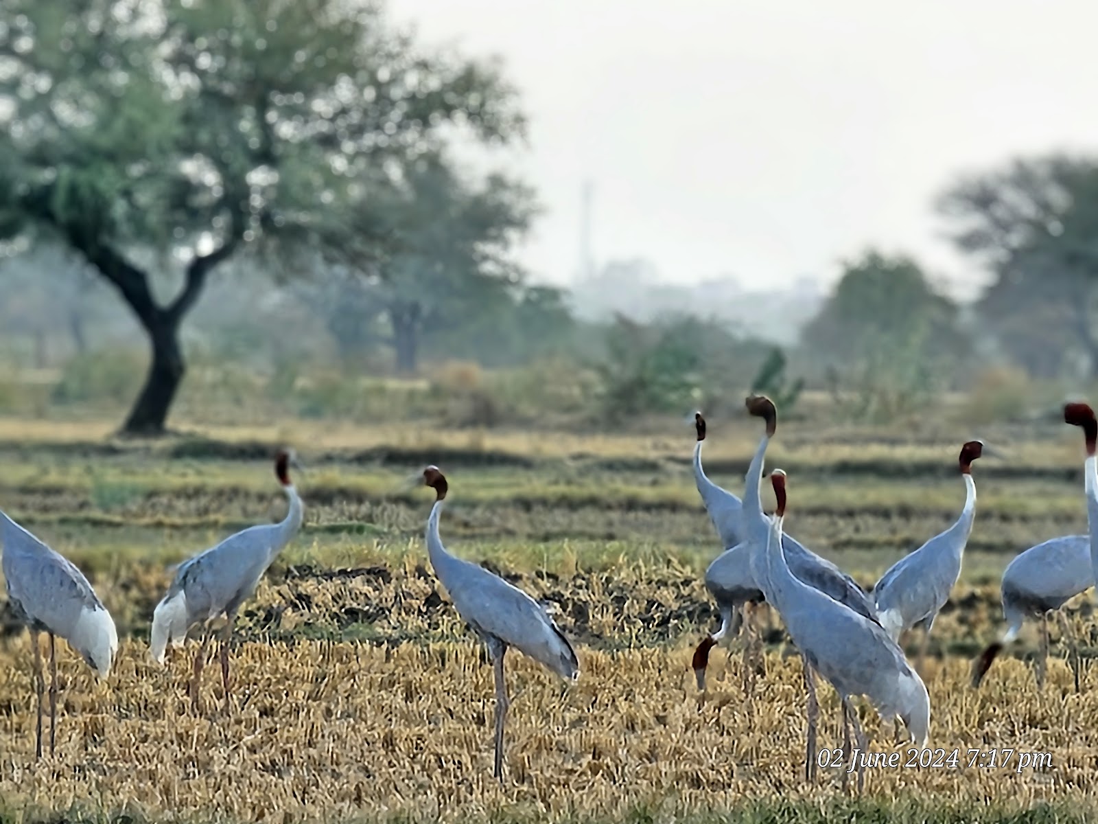 Birdwatching Wetlands