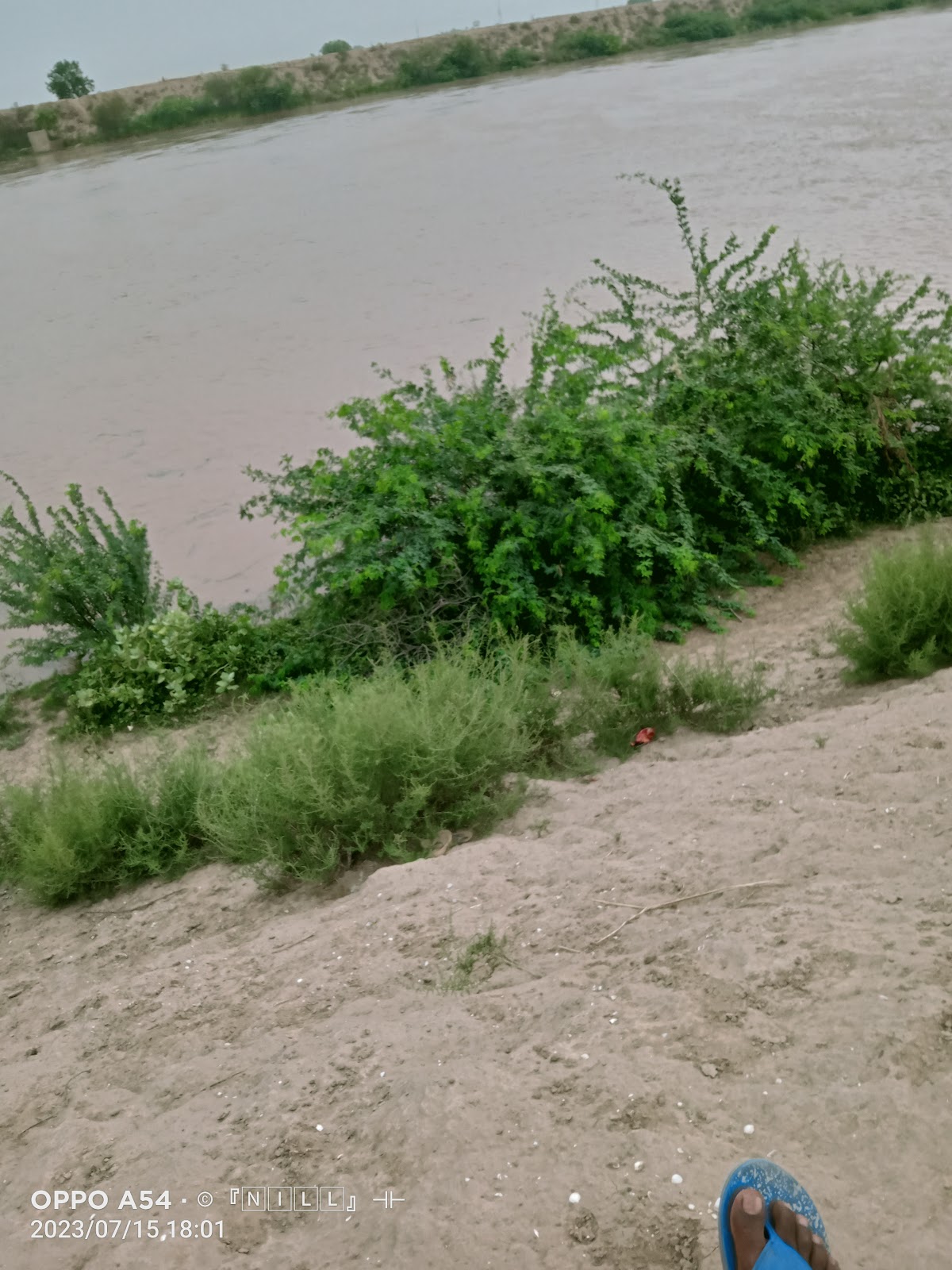 Ghaggar River