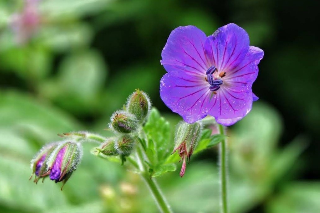 Valley of Flowers National Park