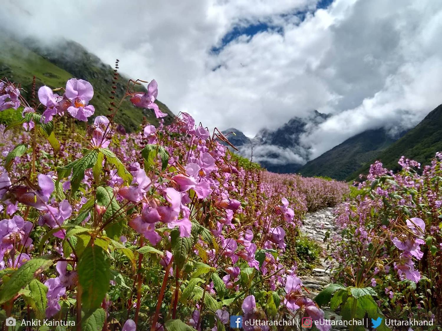 Valley of Flowers National Park
