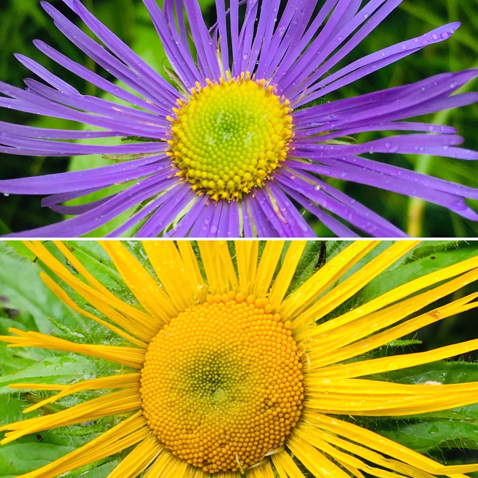 Valley of Flowers National Park